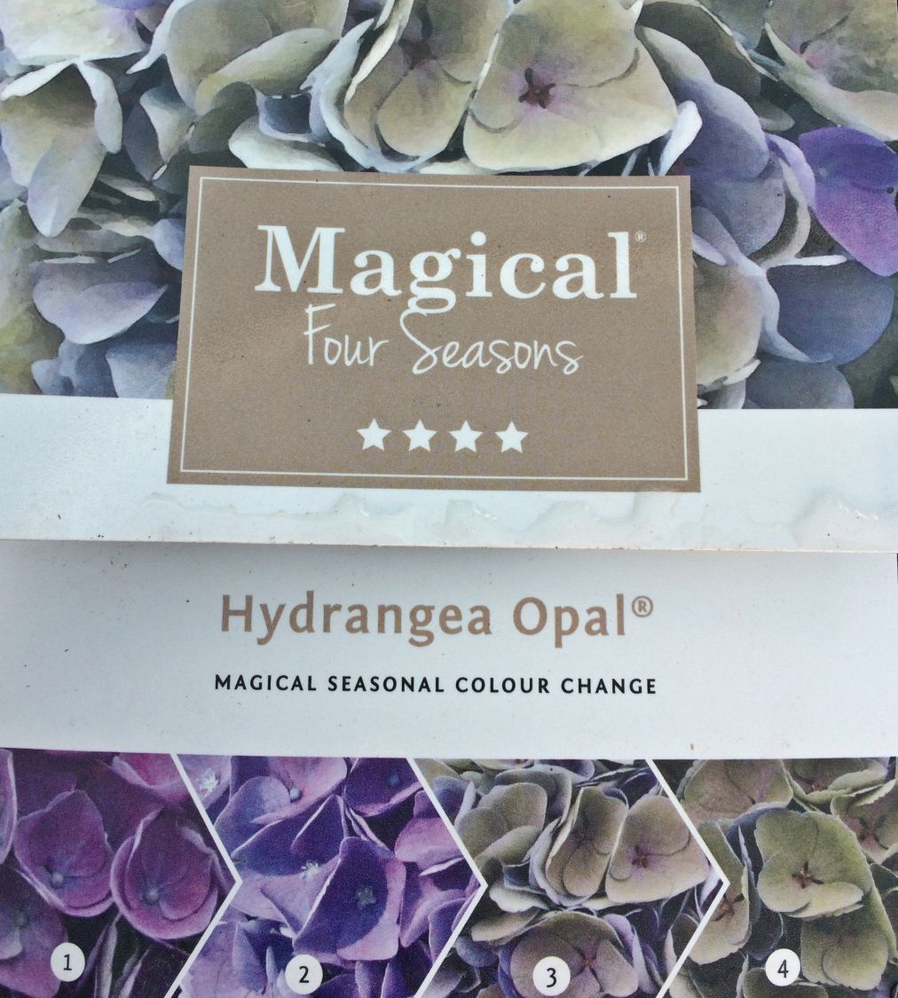 Ballhortensie Magical ® Four Seasons 'Opal ®' Blau - Hydrangea macrophylla Magical ® Four Seasons 'Opal ®' Blau