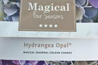 Ballhortensie Magical ® Four Seasons 'Opal ®' Blau - Hydrangea macrophylla Magical ® Four Seasons 'Opal ®' Blau