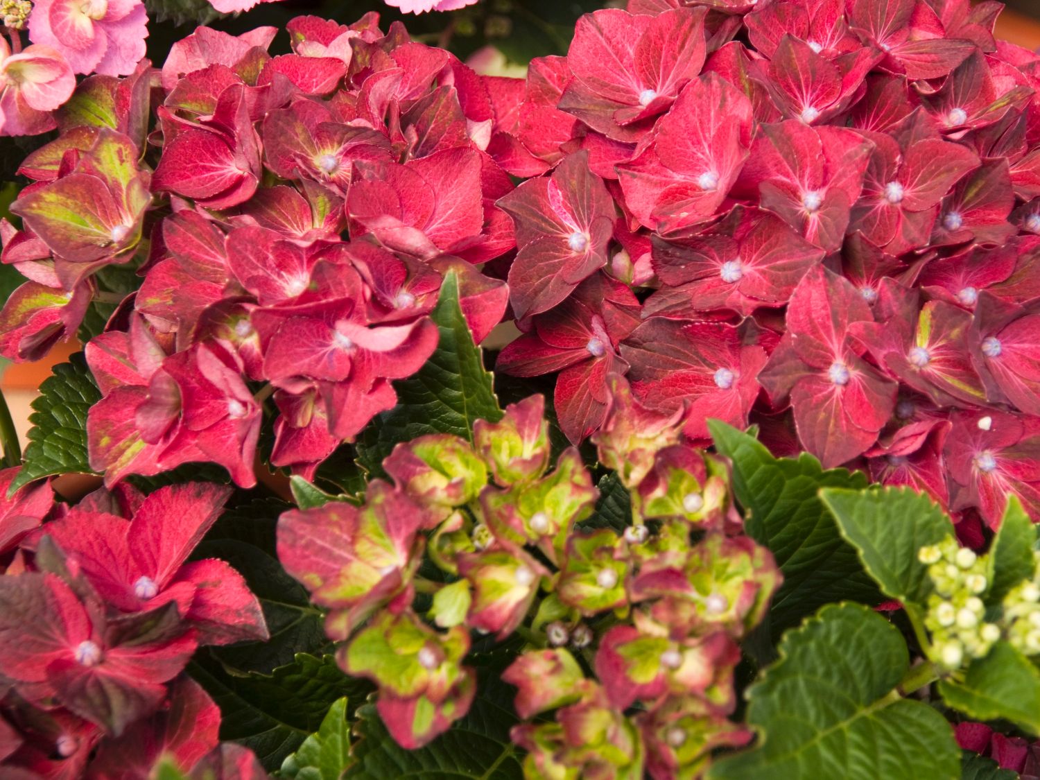 Ballhortensie Magical ® Four Seasons 'Ruby Tuesday' ® - Hydrangea macrophylla Magical ® Four Seasons 'Ruby Tuesday' ®