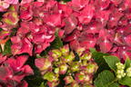Ballhortensie Magical ® Four Seasons 'Ruby Tuesday' ® - Hydrangea macrophylla Magical ® Four Seasons 'Ruby Tuesday' ®