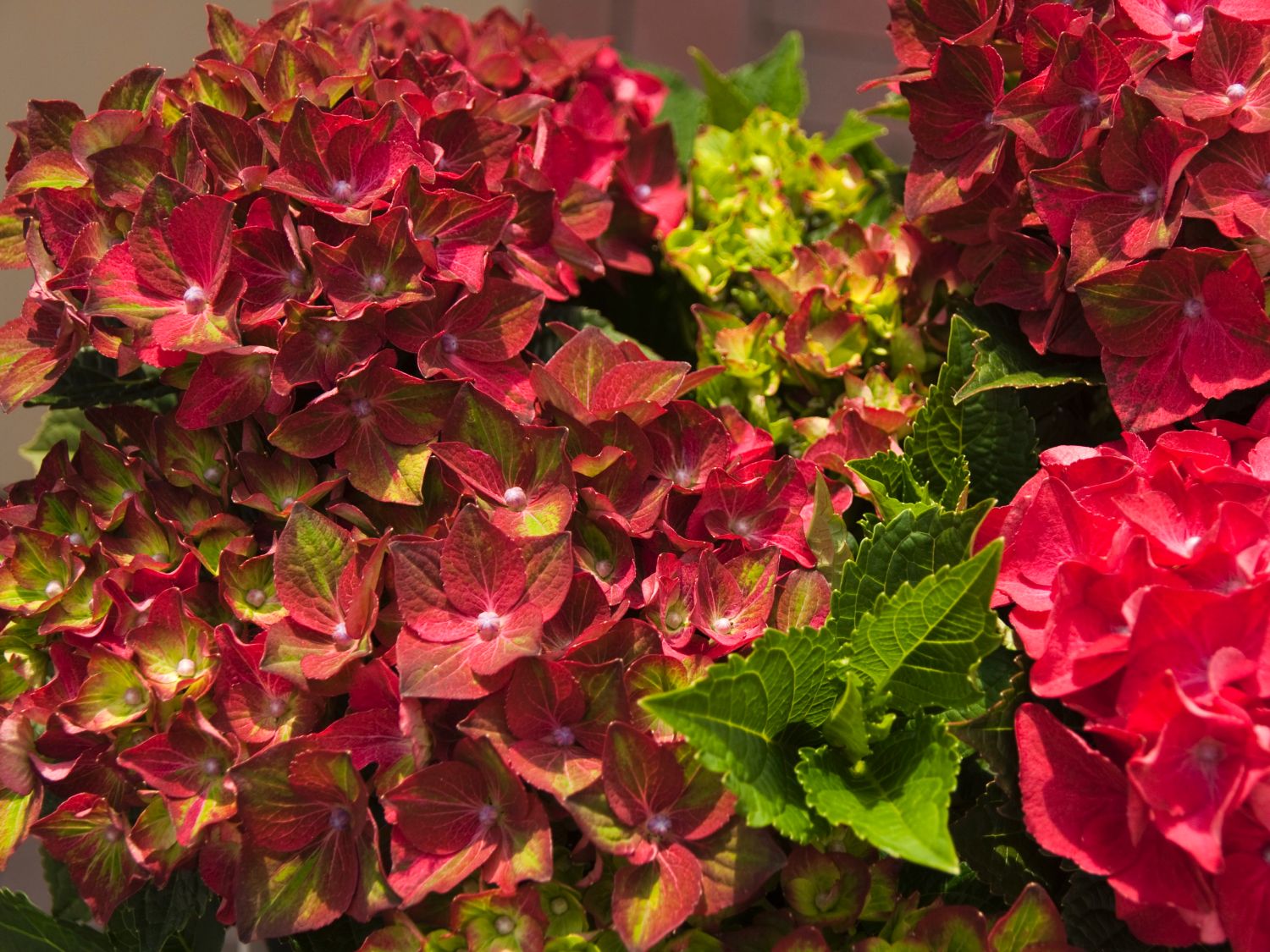 Ballhortensie Magical ® Four Seasons 'Ruby Tuesday' ® - Hydrangea macrophylla Magical ® Four Seasons 'Ruby Tuesday' ®