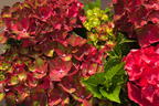 Ballhortensie Magical ® Four Seasons 'Ruby Tuesday' ® - Hydrangea macrophylla Magical ® Four Seasons 'Ruby Tuesday' ®