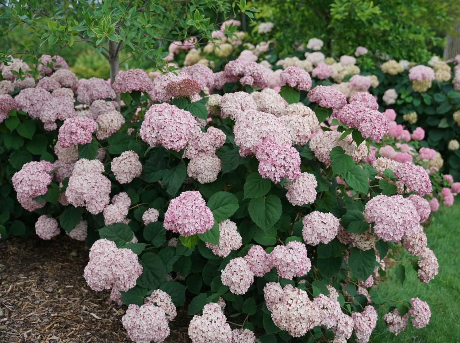 Ballhortensie PROVEN WINNERS ® 'Incrediball ® Blush' / 'Sweet Annabelle' ®