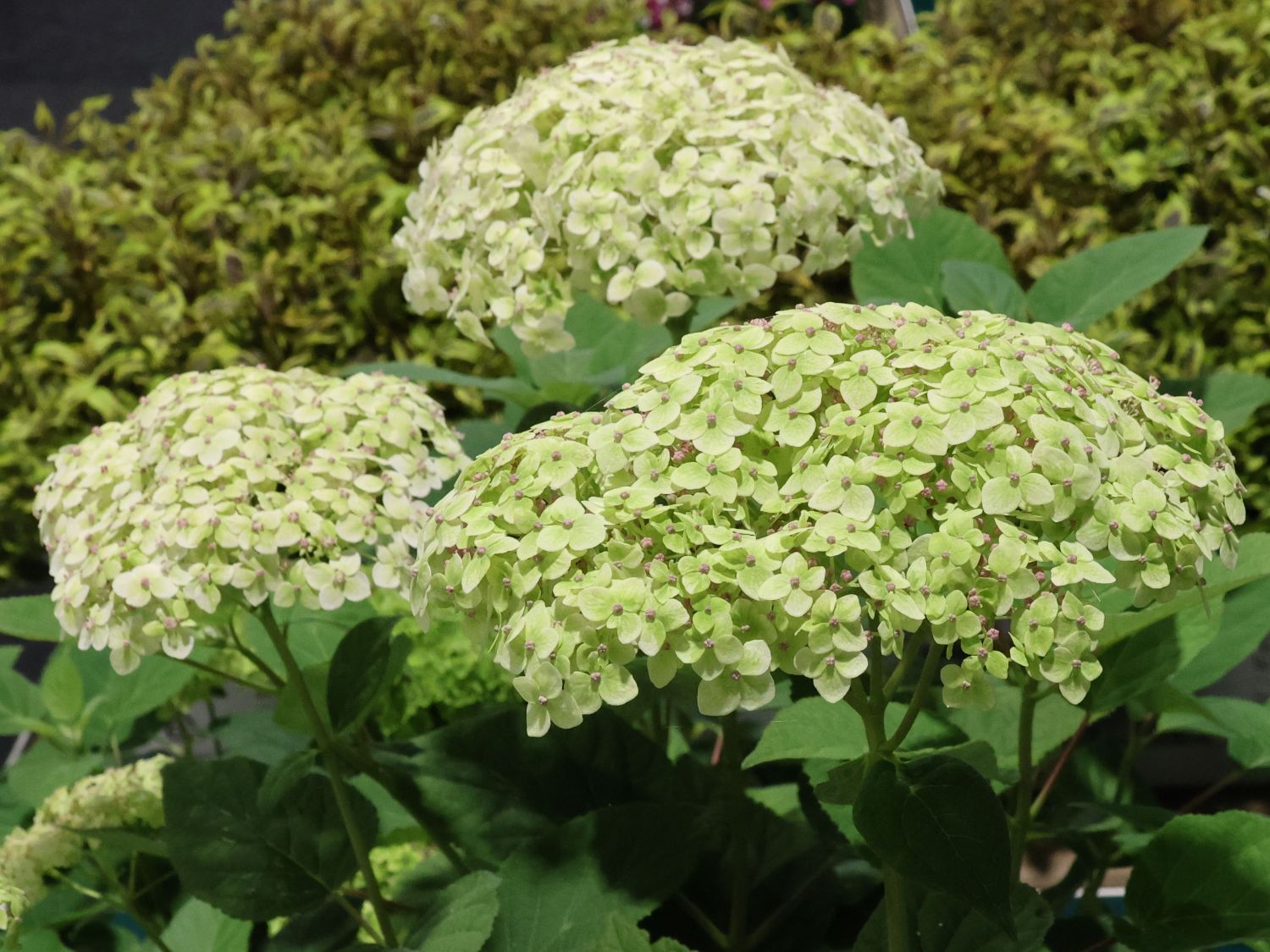 Ballhortensie PROVEN WINNERS ® 'Sublime Annabelle' ®