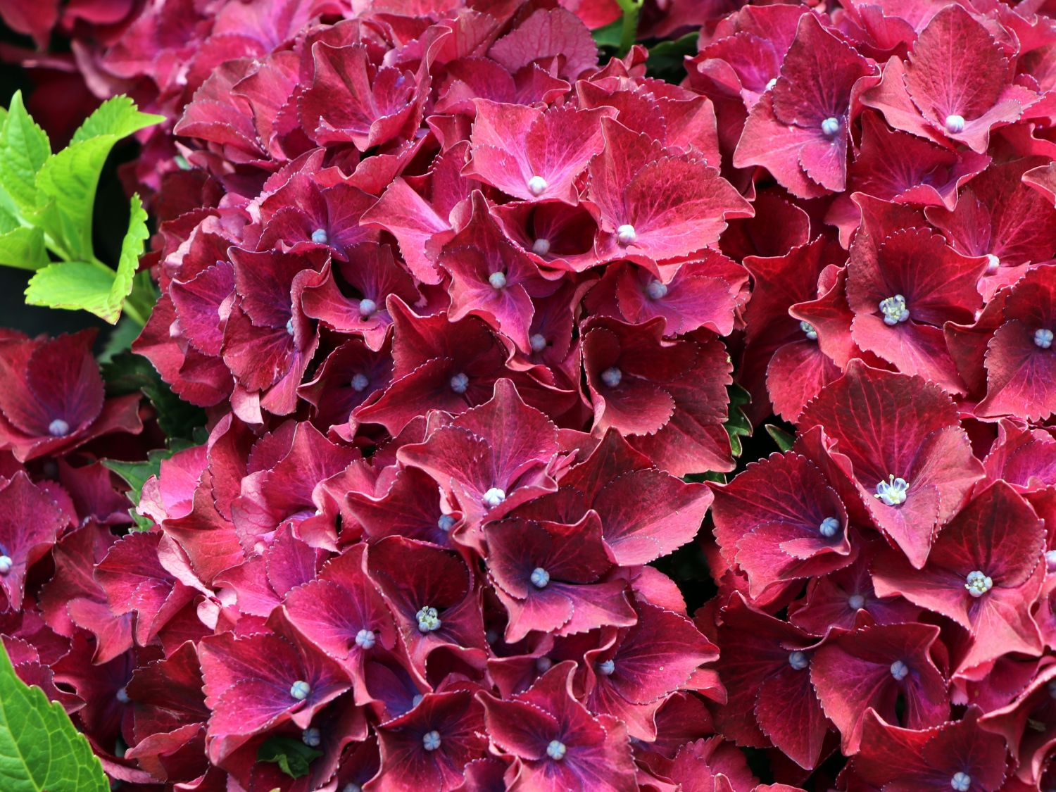 Ballhortensie 'Red Beauty' (Lila) - Hydrangea macrophylla 'Red Beauty' (Lila)