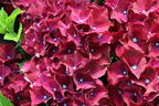 Ballhortensie 'Red Beauty' (Lila) - Hydrangea macrophylla 'Red Beauty' (Lila)