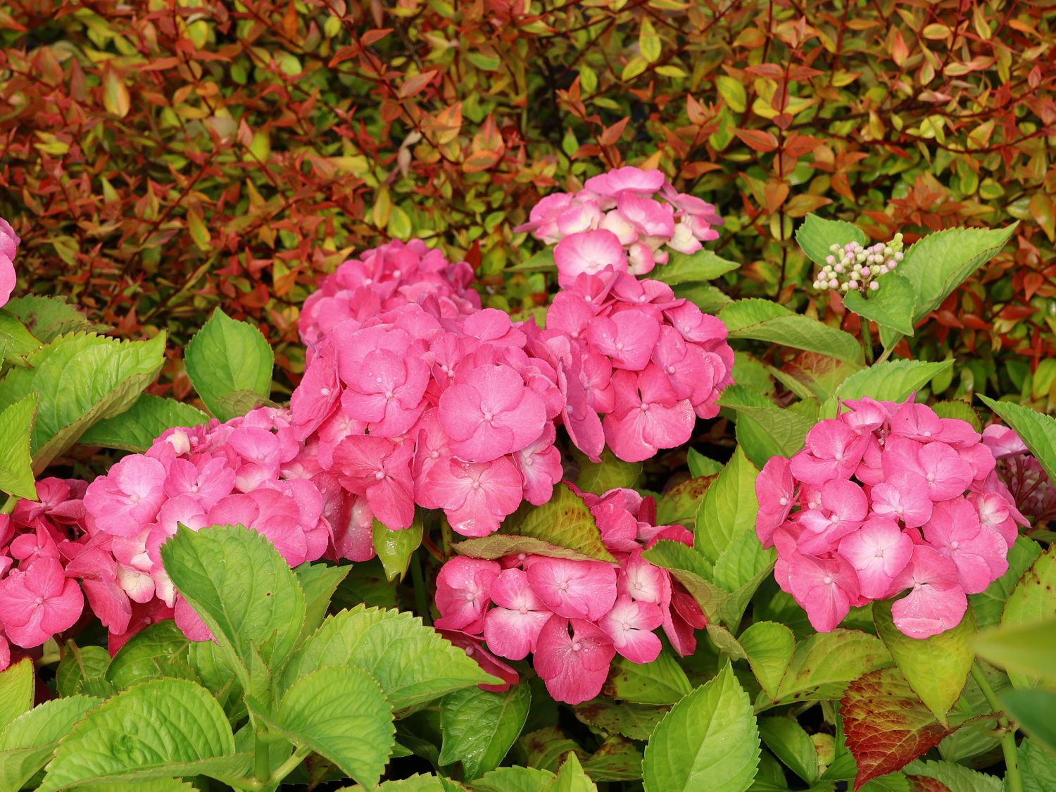 Ballhortensie REMBRANDT ® 'Dolce Chic'