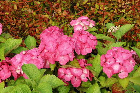 Ballhortensie REMBRANDT ® 'Dolce Chic' - Hydrangea macrophylla REMBRANDT ® 'Dolce Chic'