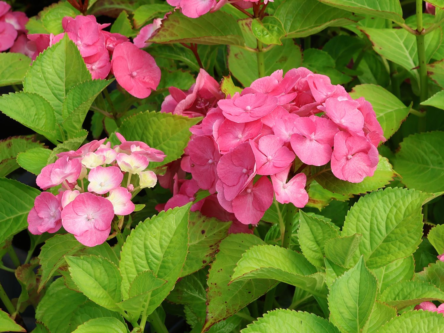 Ballhortensie REMBRANDT ® 'Dolce Chic' - Hydrangea macrophylla REMBRANDT ® 'Dolce Chic'