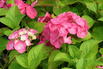 Ballhortensie REMBRANDT ® 'Dolce Chic' - Hydrangea macrophylla REMBRANDT ® 'Dolce Chic'