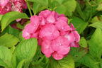 Ballhortensie REMBRANDT ® 'Dolce Chic' - Hydrangea macrophylla REMBRANDT ® 'Dolce Chic'