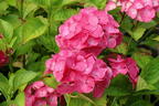 Ballhortensie REMBRANDT ® 'Dolce Chic' - Hydrangea macrophylla REMBRANDT ® 'Dolce Chic'