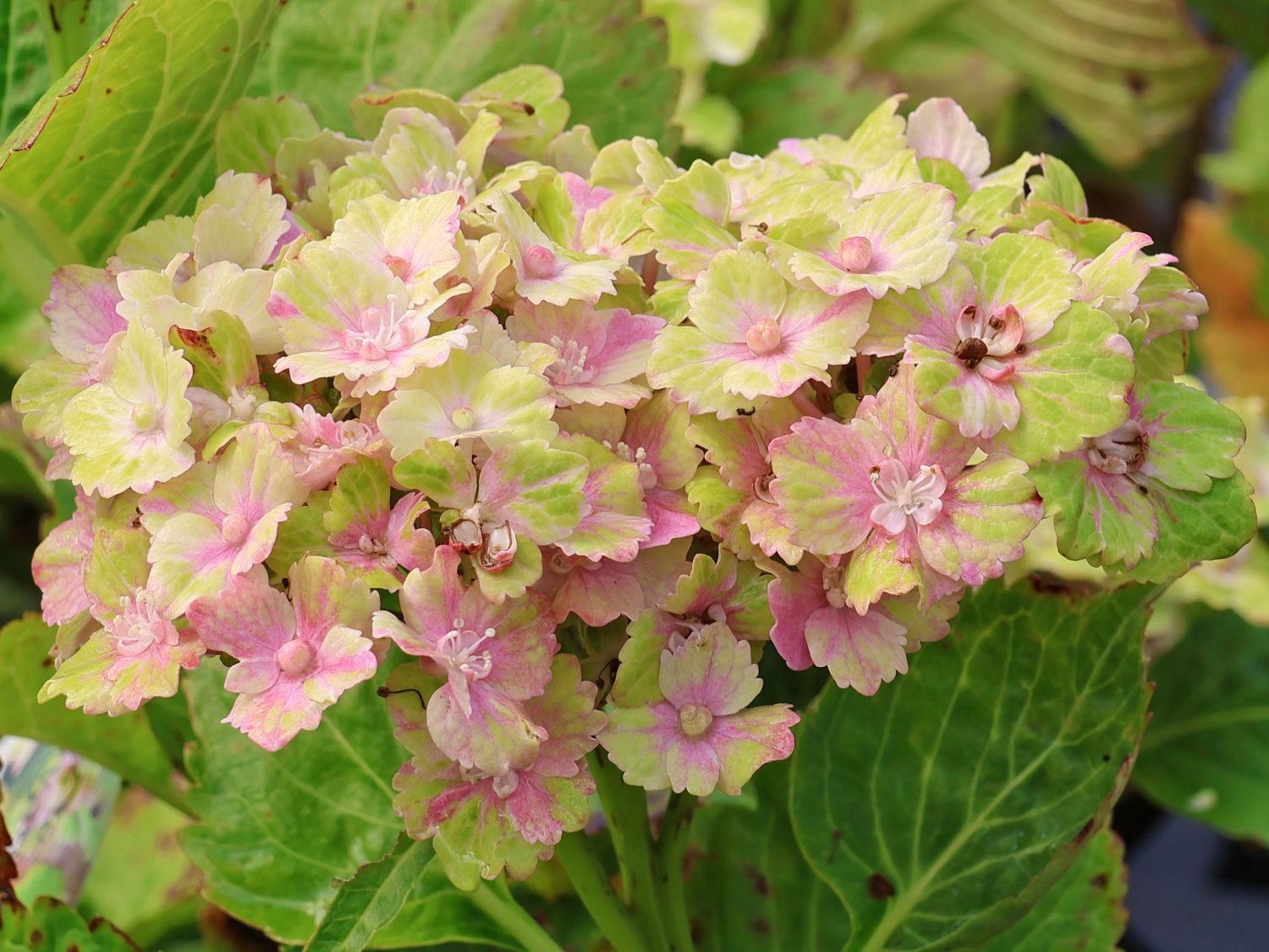 Ballhortensie REMBRANDT ® 'Vibrant Verde'