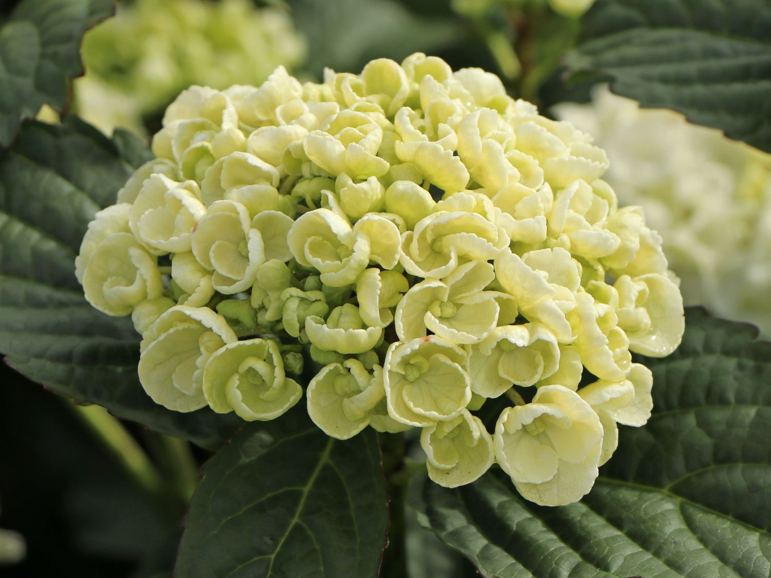 Ballhortensie 'Curly Wurly' white - Hydrangea macrophylla 'Curly Wurly' white