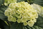 Ballhortensie 'Curly Wurly' white - Hydrangea macrophylla 'Curly Wurly' white