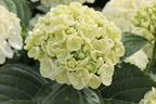 Ballhortensie 'Curly Wurly' white - Hydrangea macrophylla 'Curly Wurly' white