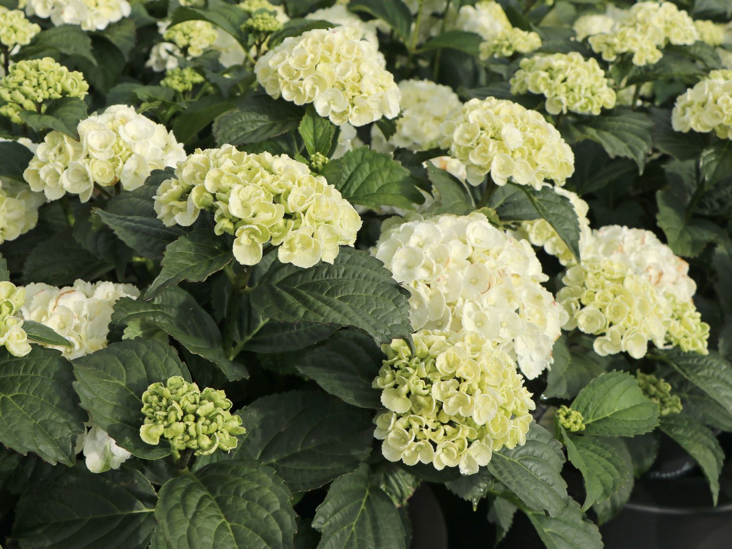 Ballhortensie 'Curly Wurly' white - Hydrangea macrophylla 'Curly Wurly' white