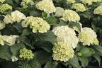 Ballhortensie 'Curly Wurly' white - Hydrangea macrophylla 'Curly Wurly' white