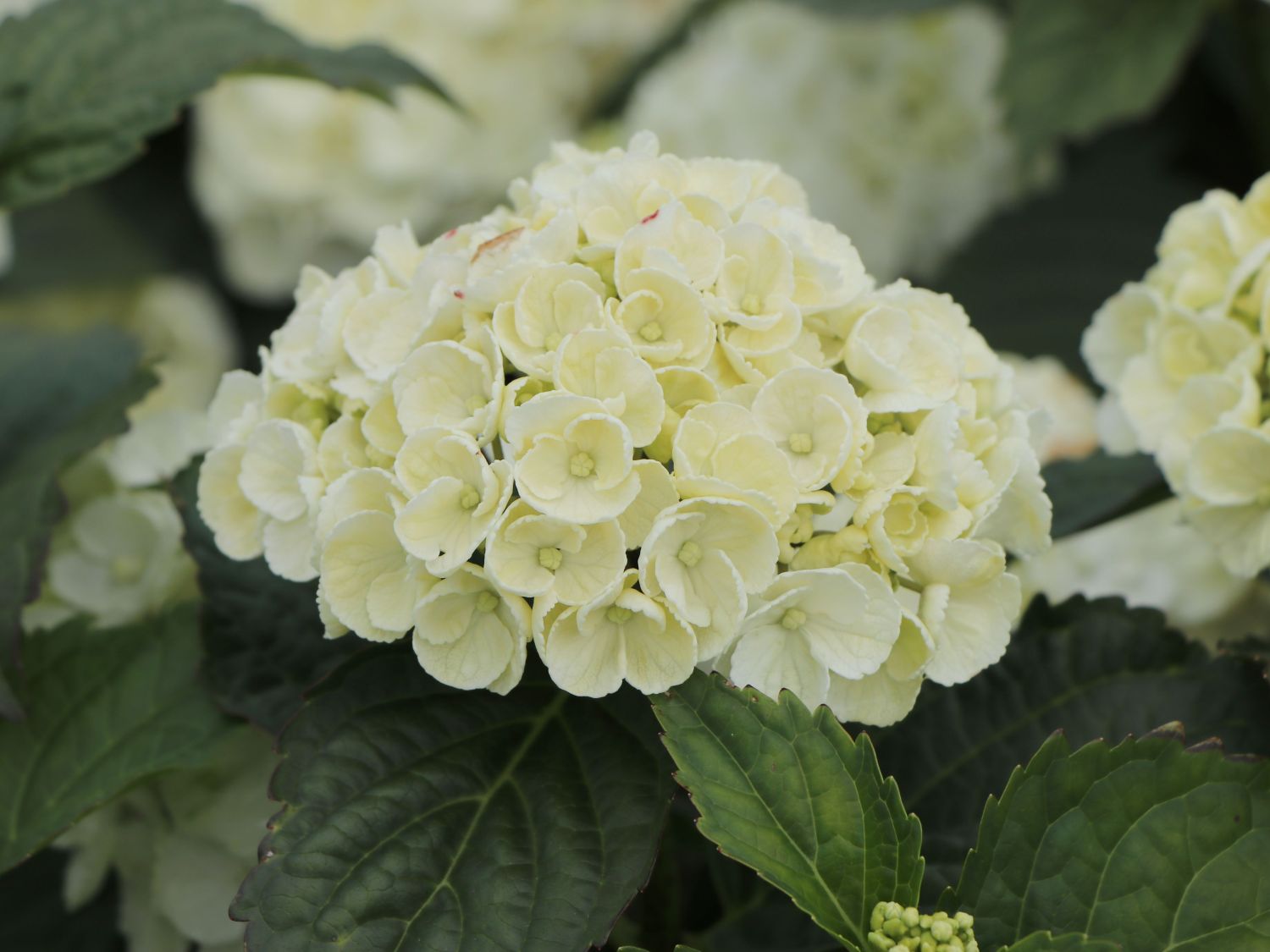 Ballhortensie 'Curly Wurly' white - Hydrangea macrophylla 'Curly Wurly' white