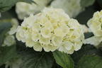 Ballhortensie 'Curly Wurly' white - Hydrangea macrophylla 'Curly Wurly' white