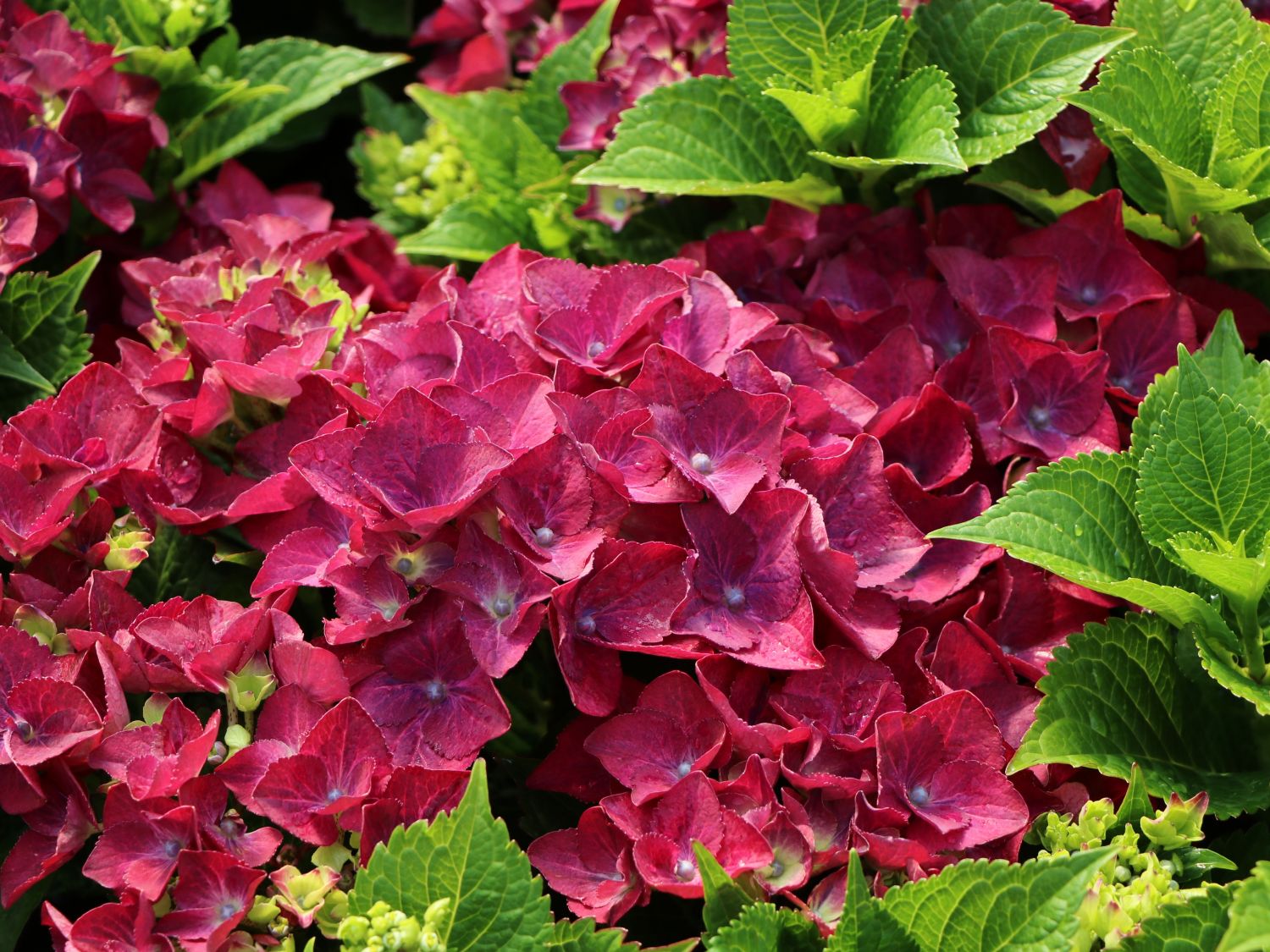 Ballhortensie 'Hot Red' Violet - Hydrangea macrophylla 'Hot Red' Violet'