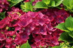 Ballhortensie 'Hot Red' Violet - Hydrangea macrophylla 'Hot Red' Violet'
