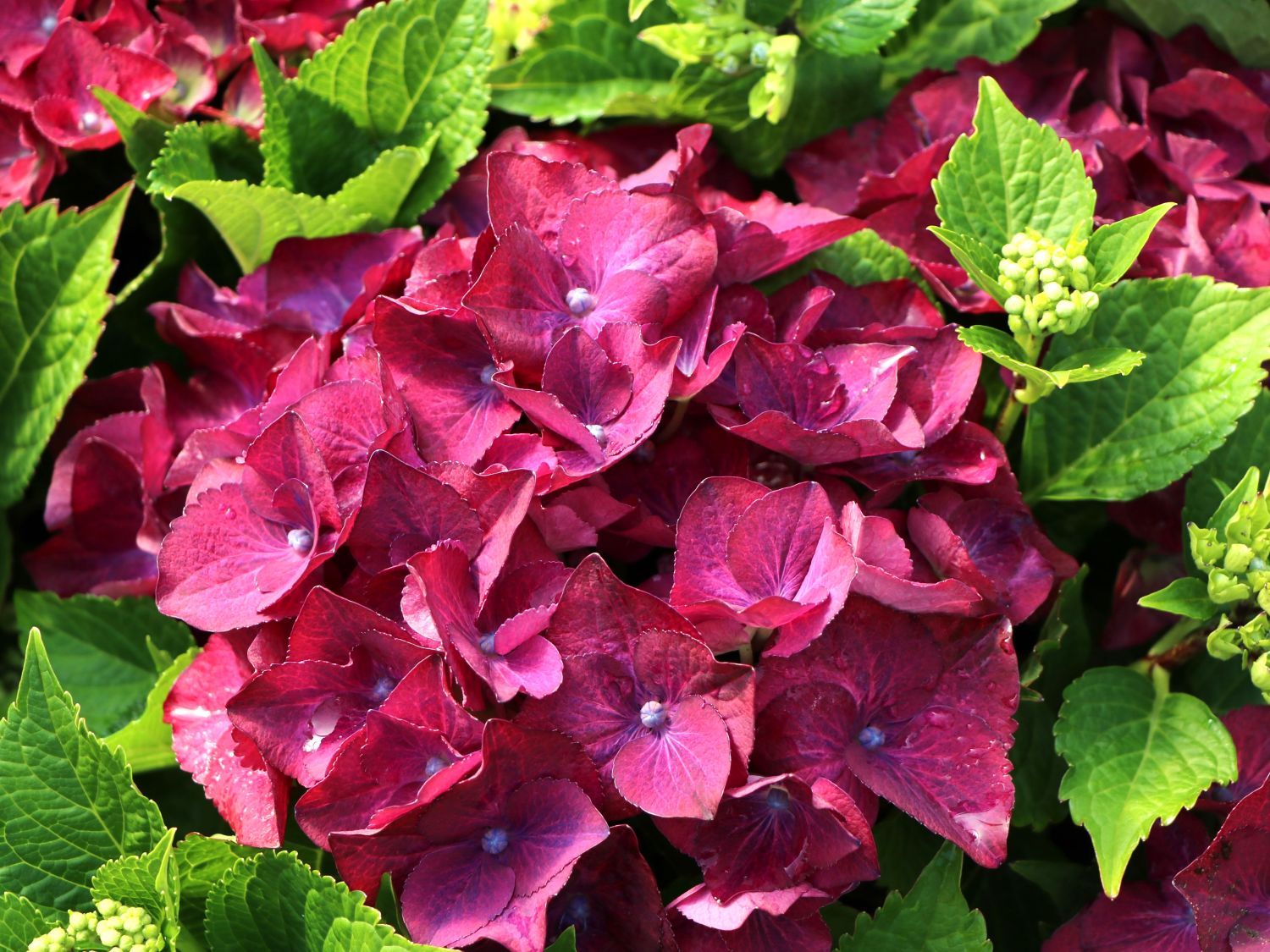 Ballhortensie 'Hot Red' Violet - Hydrangea macrophylla 'Hot Red' Violet'
