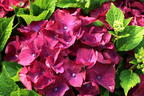 Ballhortensie 'Hot Red' Violet - Hydrangea macrophylla 'Hot Red' Violet'