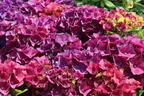 Ballhortensie 'Hot Red' Violet - Hydrangea macrophylla 'Hot Red' Violet'