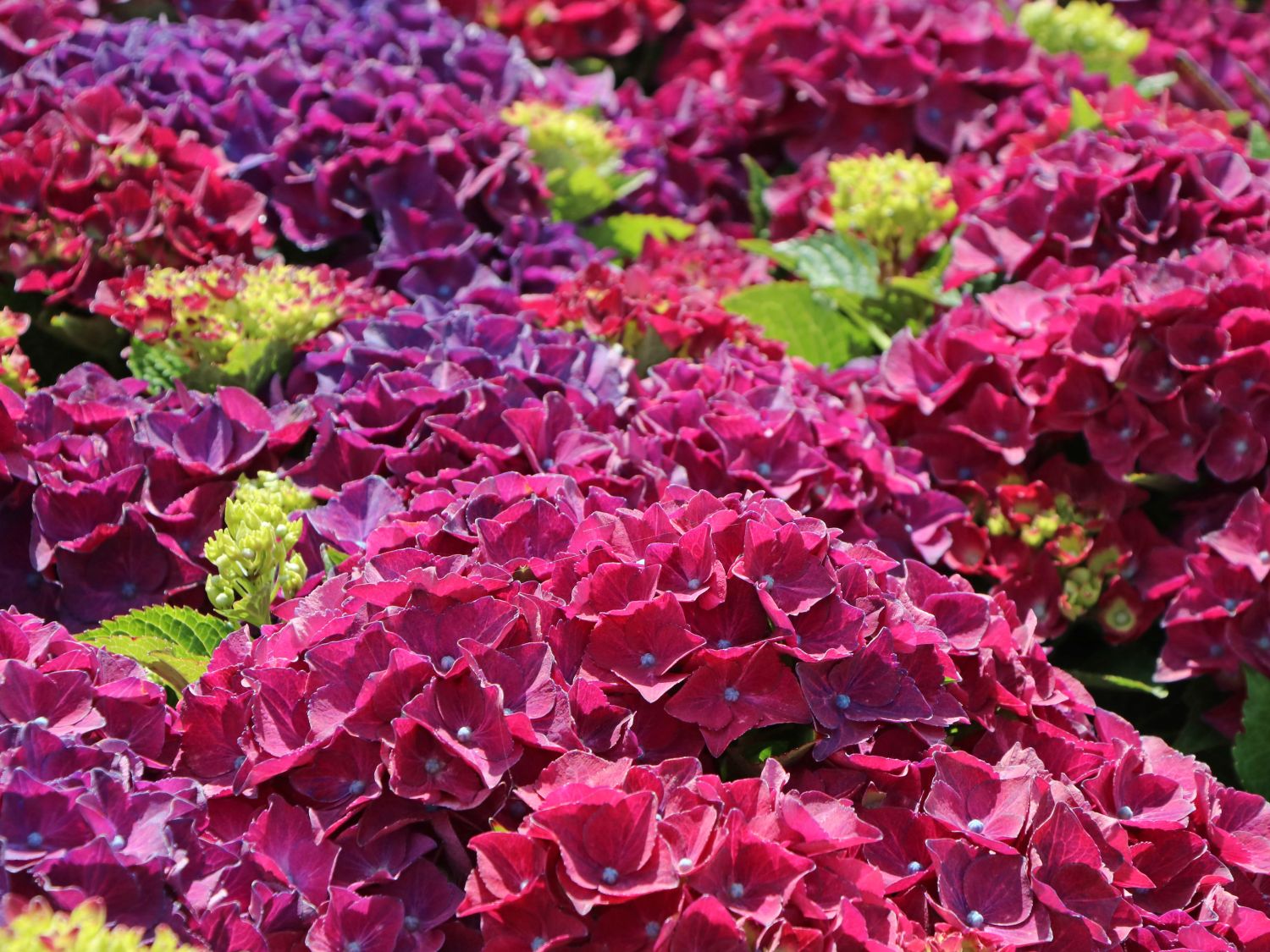 Ballhortensie 'Hot Red' Violet - Hydrangea macrophylla 'Hot Red' Violet'