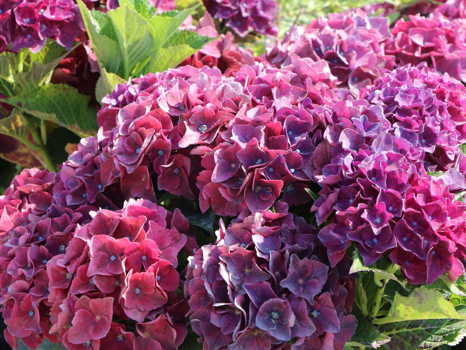 Ballhortensie 'Hot Red' Violet - Hydrangea macrophylla 'Hot Red' Violet'