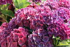 Ballhortensie 'Hot Red' Violet - Hydrangea macrophylla 'Hot Red' Violet'