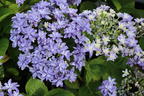 Ballhortensie 'Rêverie Blue' - Hydrangea macrophylla 'Rêverie Blue'