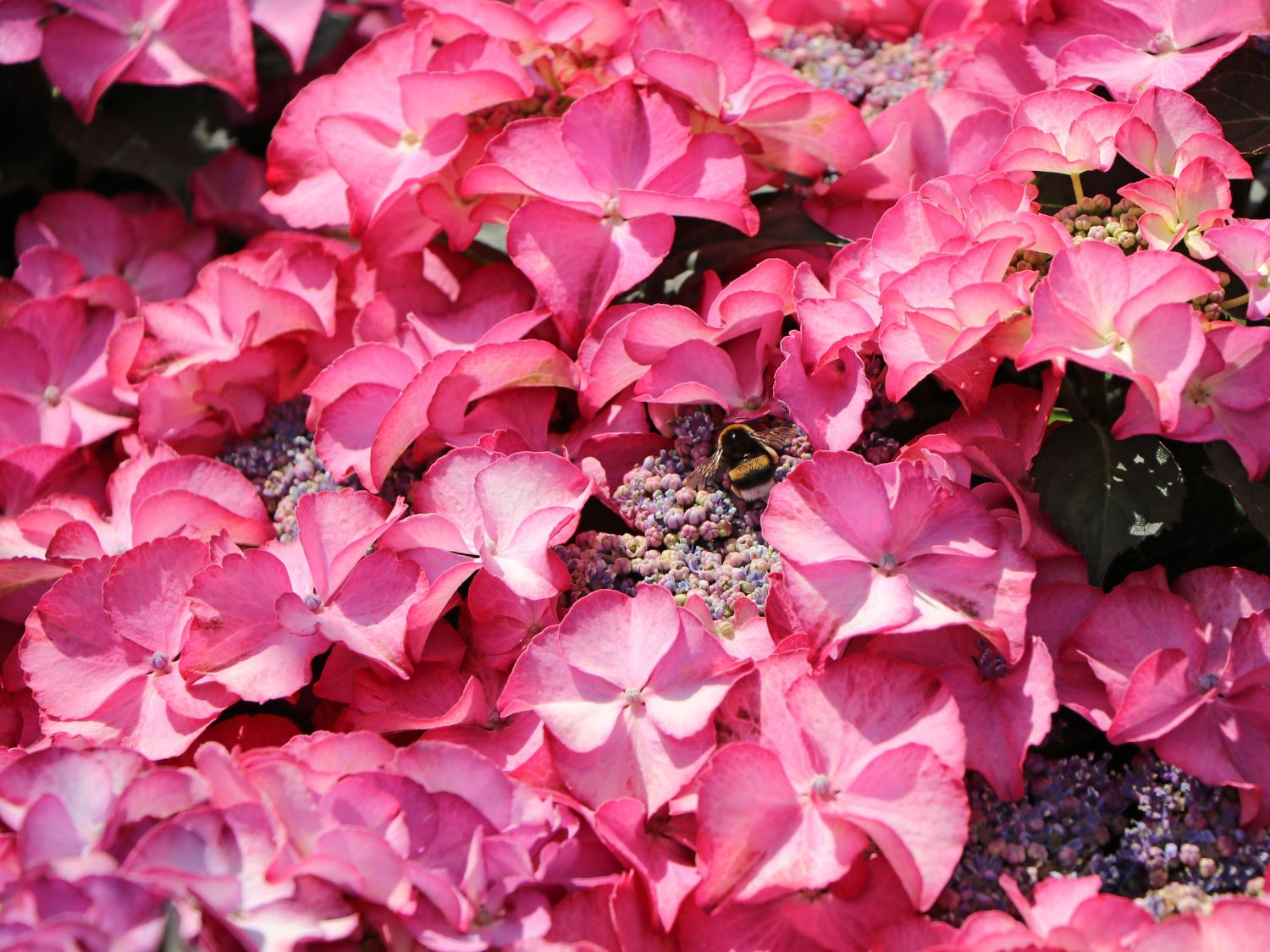 Tellerhortensie 'Tiffany Pink' - Hydrangea macrophylla 'Tiffany Pink'