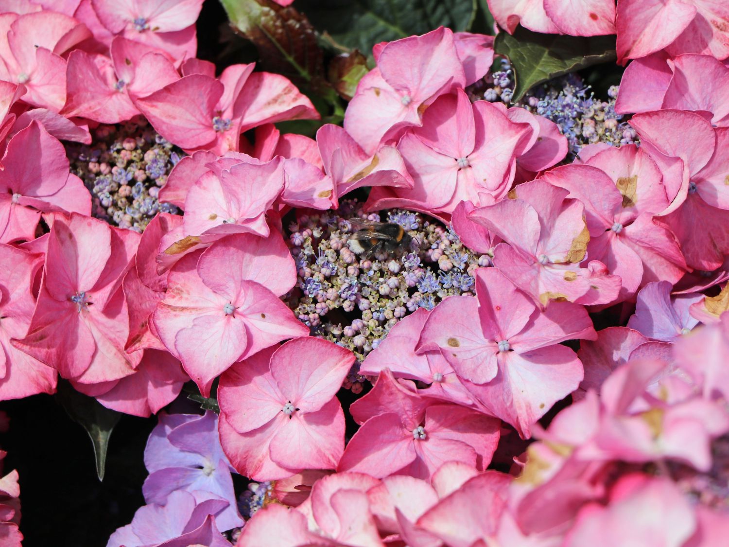 Tellerhortensie 'Tiffany Pink' - Hydrangea macrophylla 'Tiffany Pink'