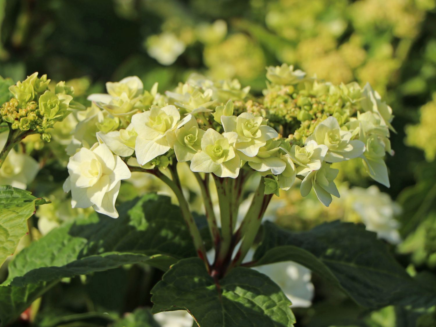 Tellerhortensie 'Wedding Gown ®' - Hydrangea macrophylla 'Wedding Gown ®'