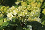 Tellerhortensie 'Wedding Gown ®' - Hydrangea macrophylla 'Wedding Gown ®'