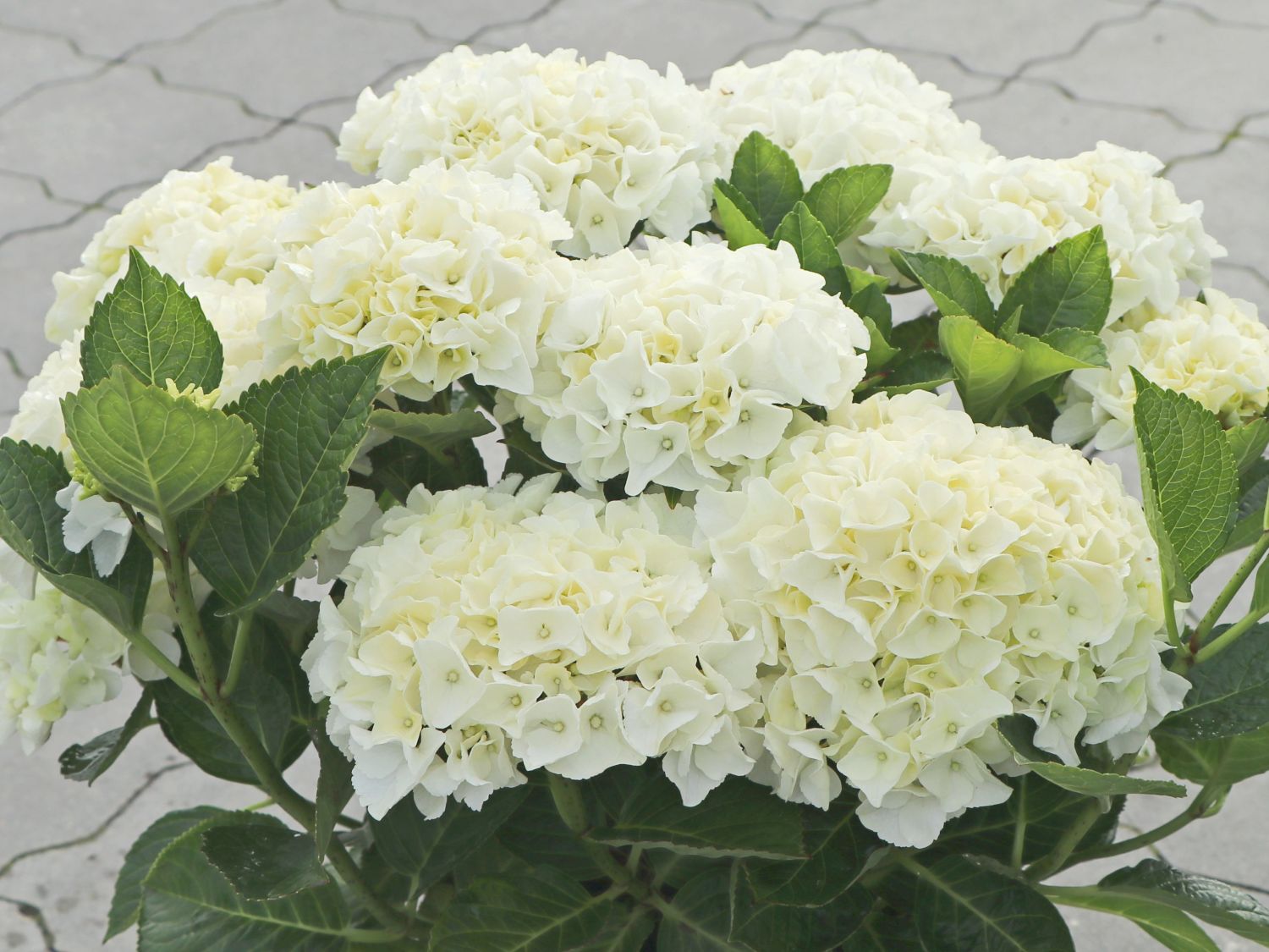 Ballhortensie Saxon ® 'Bright White' - Hydrangea macrophylla Saxon ® 'Bright White'