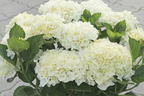 Ballhortensie Saxon ® 'Bright White' - Hydrangea macrophylla Saxon ® 'Bright White'