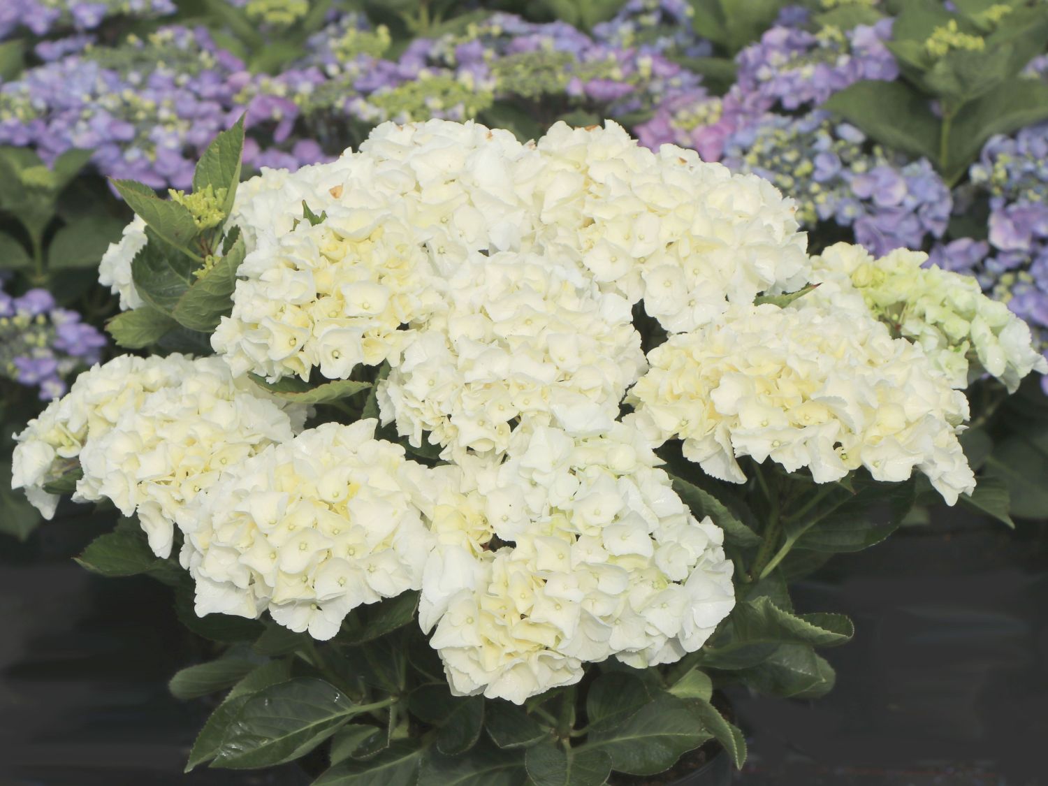Ballhortensie Saxon ® 'Bright White' - Hydrangea macrophylla Saxon ® 'Bright White'