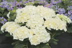 Ballhortensie Saxon ® 'Bright White' - Hydrangea macrophylla Saxon ® 'Bright White'