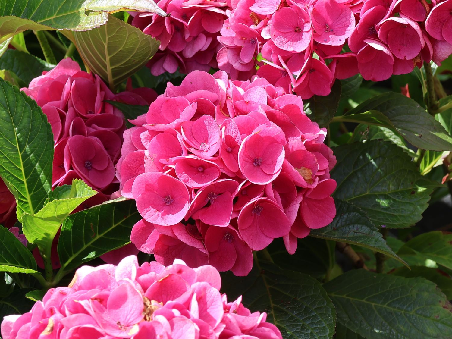Ballhortensie Saxon ® 'Rathen' - Hydrangea macrophylla Saxon ® 'Rathen'