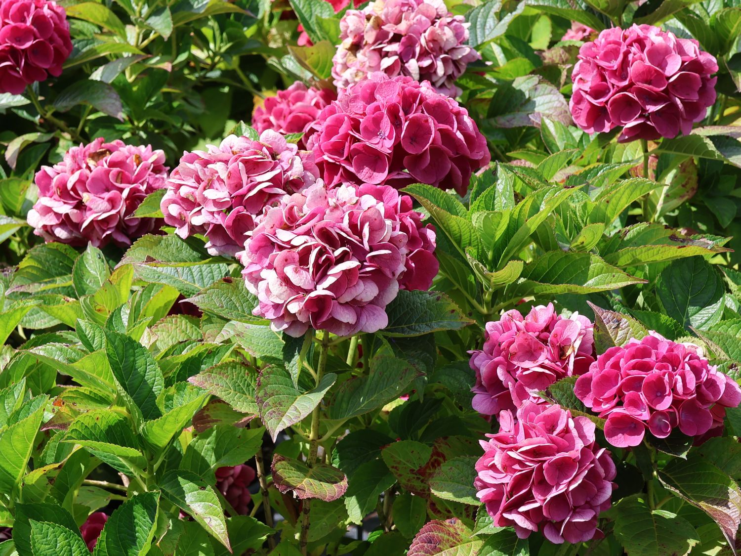 Ballhortensie Saxon ® 'Rathen' - Hydrangea macrophylla Saxon ® 'Rathen'