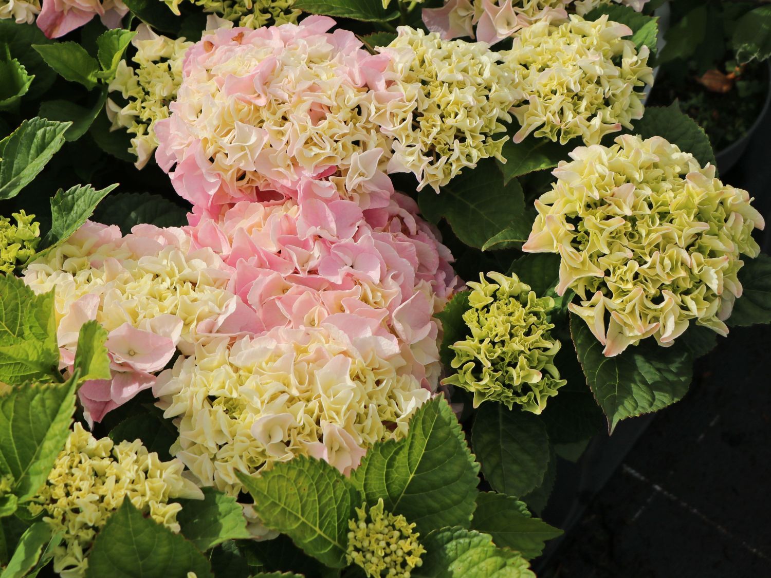 Ballhortensie Saxon ® 'SONNENSTEIN' ® (Rosa) - Hydrangea macrophylla Saxon ® 'SONNENSTEIN' ® (Rosa)
