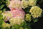 Ballhortensie Saxon ® 'SONNENSTEIN' ® (Rosa) - Hydrangea macrophylla Saxon ® 'SONNENSTEIN' ® (Rosa)