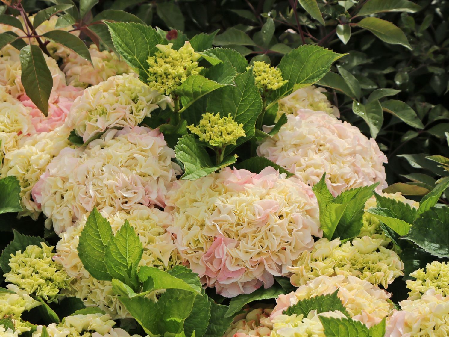 Ballhortensie Saxon ® 'SONNENSTEIN' ® (Rosa) - Hydrangea macrophylla Saxon ® 'SONNENSTEIN' ® (Rosa)