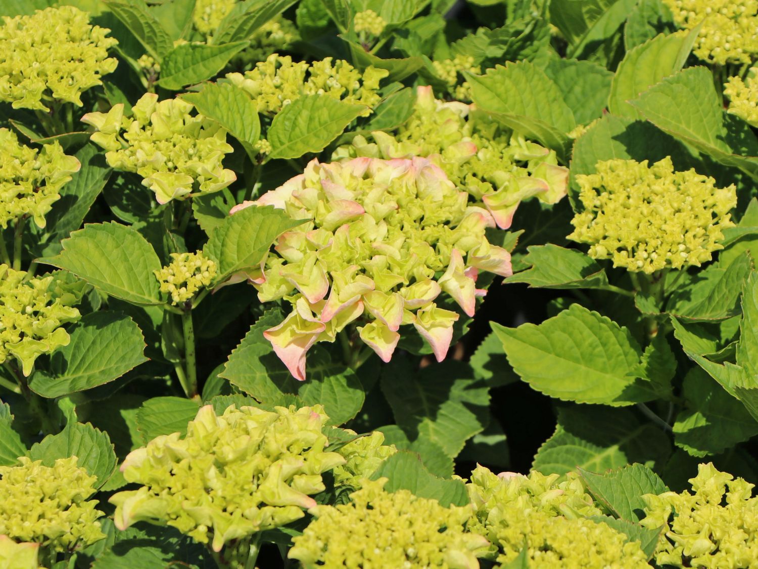 Ballhortensie Saxon ® 'SONNENSTEIN' ® (Rosa) - Hydrangea macrophylla Saxon ® 'SONNENSTEIN' ® (Rosa)