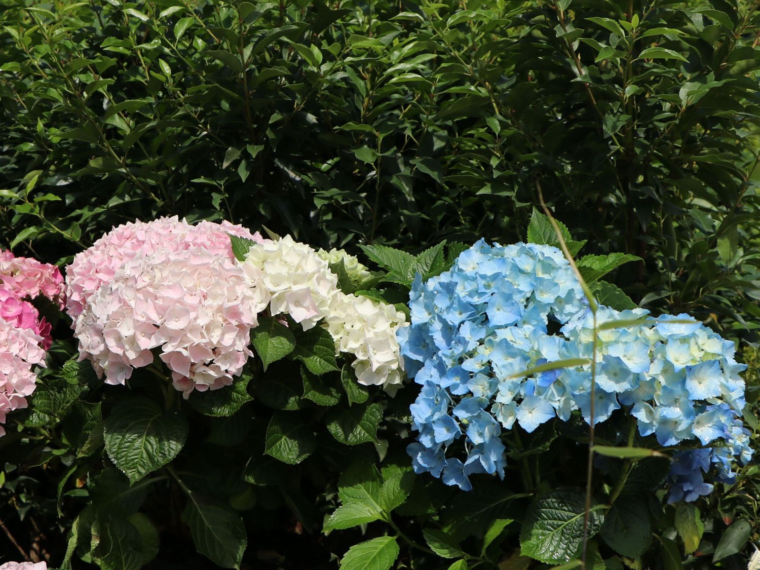 Ballhortensie 'Three Sisters' ® (Blau) - Hydrangea macrophylla 'Three Sisters' ® (Blau)