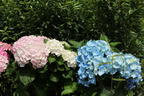 Ballhortensie 'Three Sisters' ® (Blau) - Hydrangea macrophylla 'Three Sisters' ® (Blau)