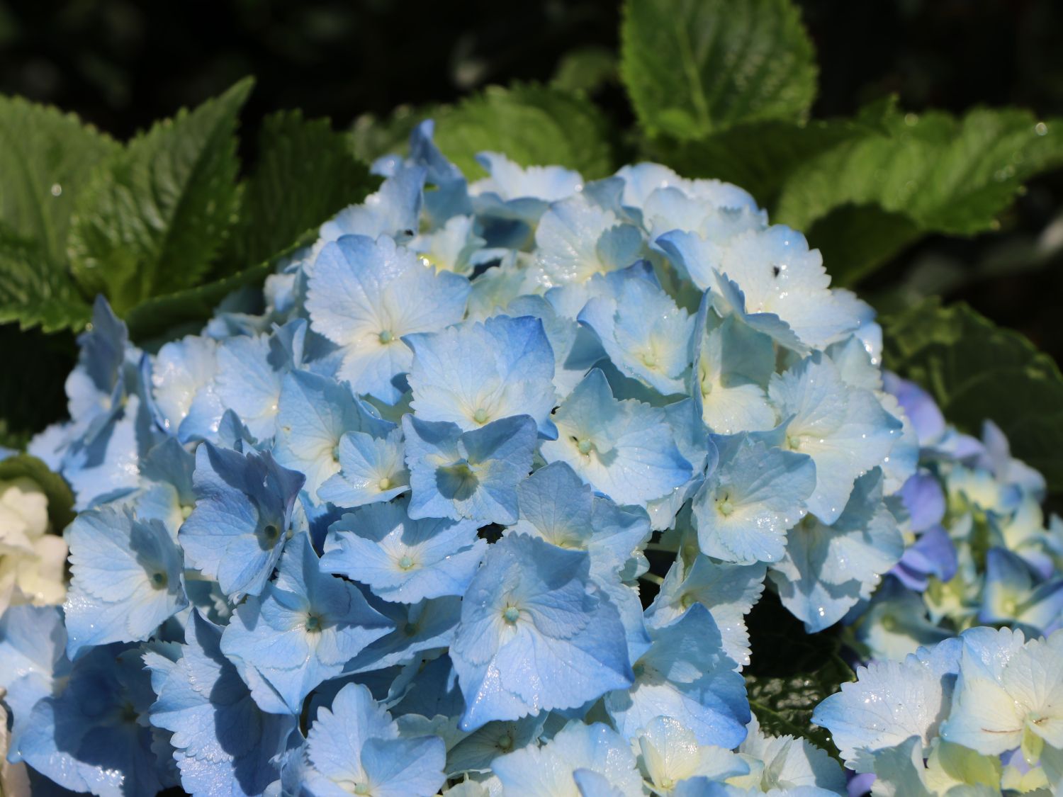 Ballhortensie 'Three Sisters' ® (Blau) - Hydrangea macrophylla 'Three Sisters' ® (Blau)